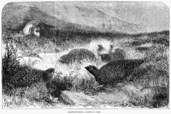 Others England: Grouse Hunting painting