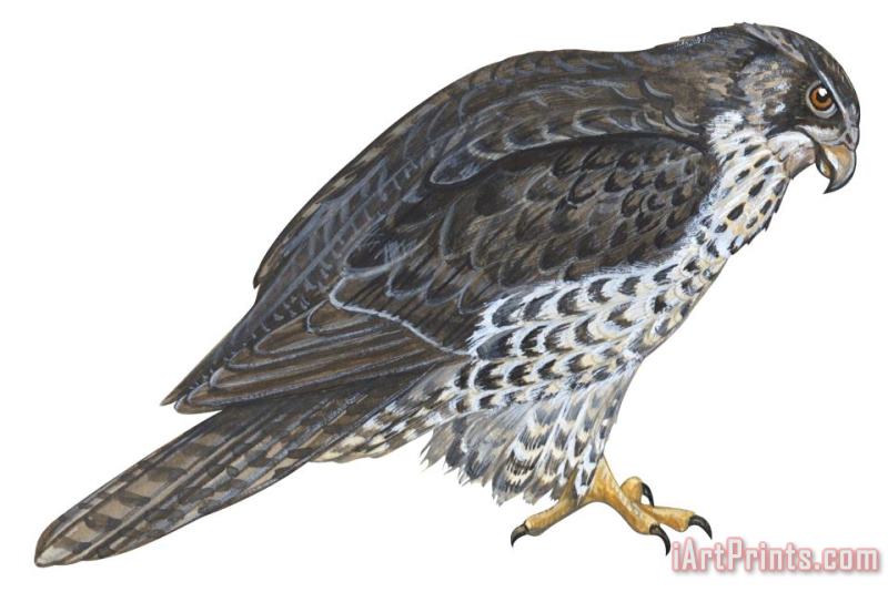 Falcon painting - Others Falcon Art Print