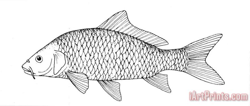 Fish: Carp painting - Others Fish: Carp Art Print