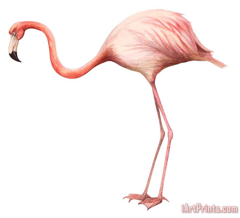 Flamingo painting - Others Flamingo Art Print