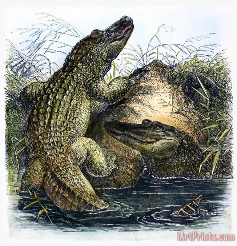 Others Florida Alligators Art Print