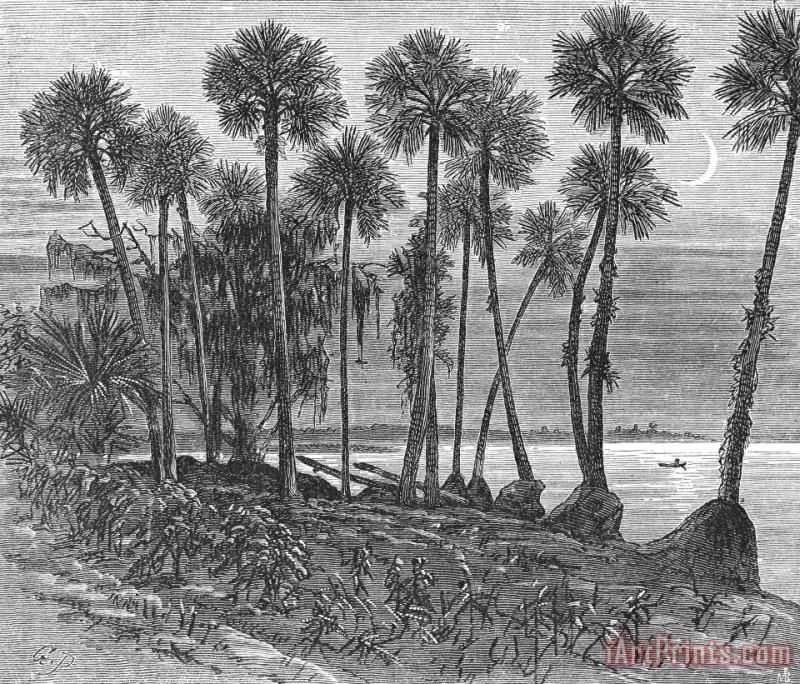 Florida: St. Johns River painting - Others Florida: St. Johns River Art Print
