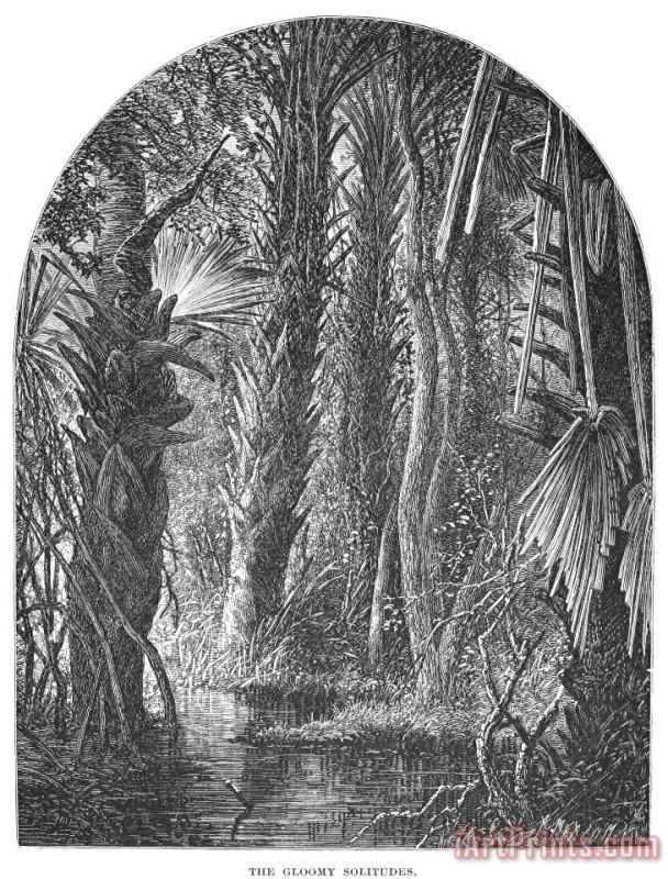 Florida: Swamp painting - Others Florida: Swamp Art Print