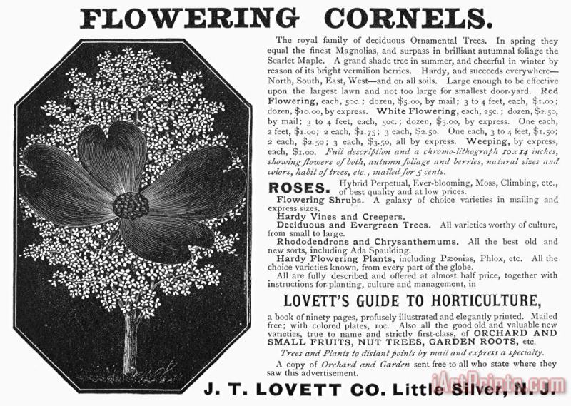 Others Flower Advertisement, 1890 Art Print
