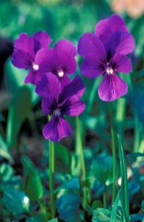 Others Flowers