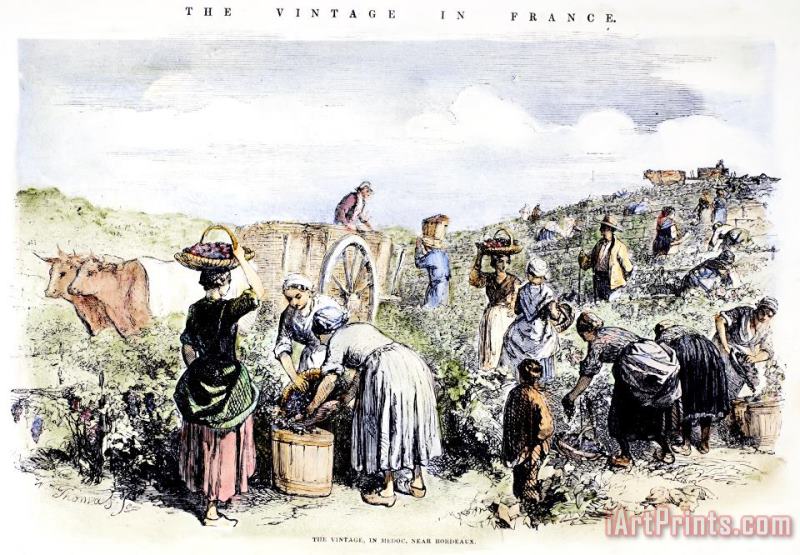 France: Grape Harvest, 1854 painting - Others France: Grape Harvest, 1854 Art Print