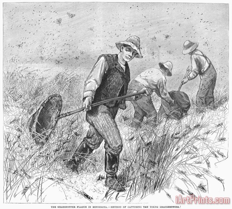 Others Grasshopper Plague, 1888 Art Print