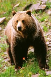 Others Grizzly Bear painting