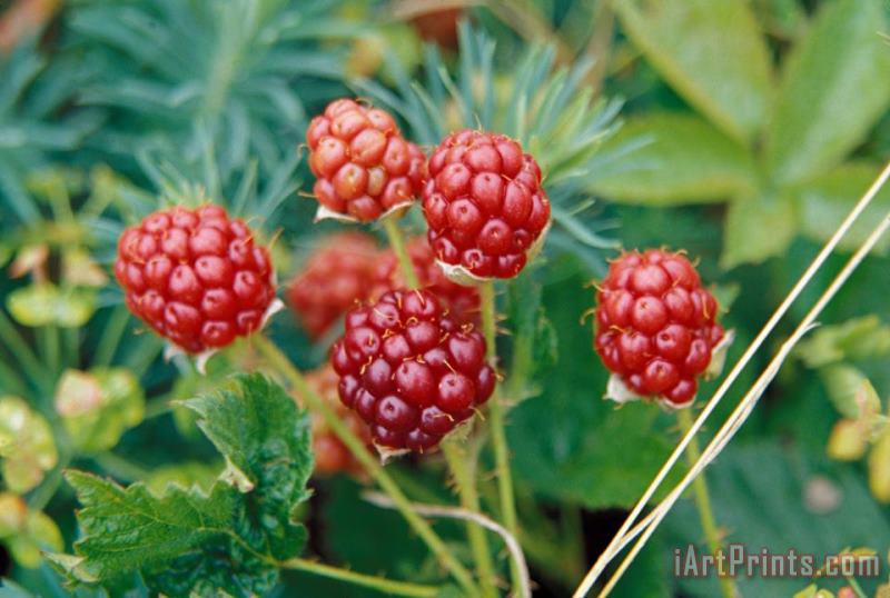 Others Highbush Blackberry Rubus Allegheniensis Grows Wild In Old Fields And At Roadsides Art Print