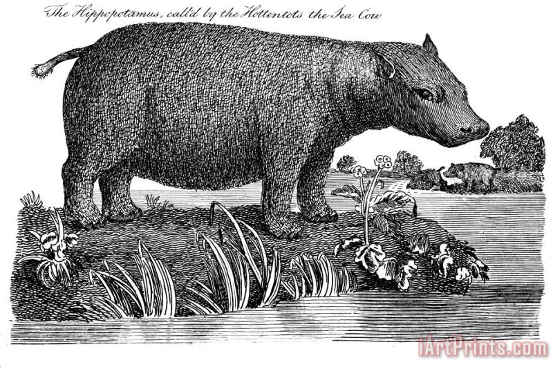 Hippopotamus painting - Others Hippopotamus Art Print