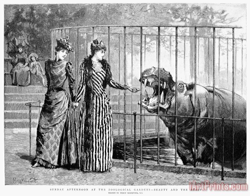 Others Hippopotamus: London Zoo Art Print