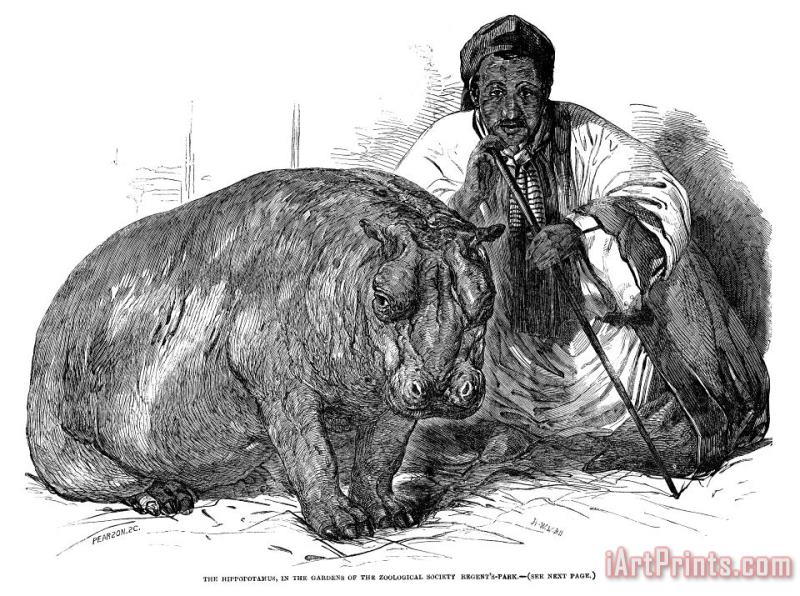 Hippopotamus: London Zoo painting - Others Hippopotamus: London Zoo Art Print