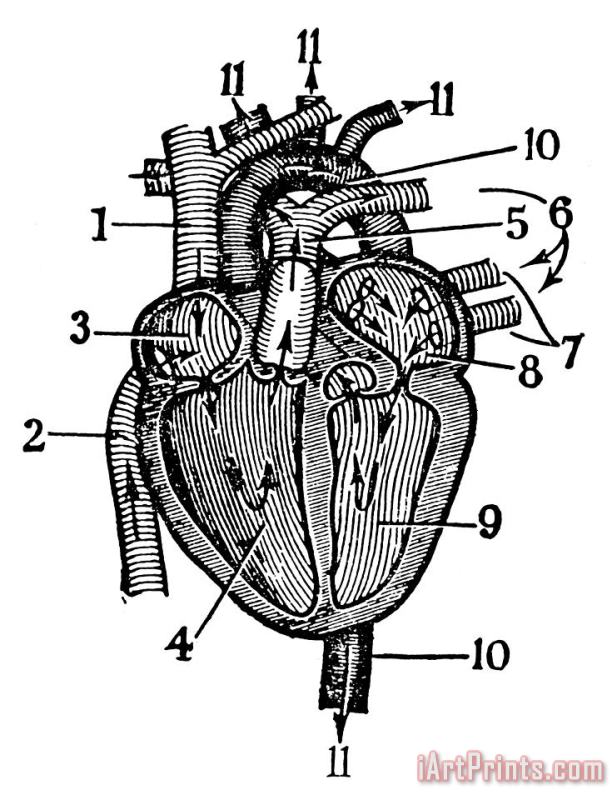 Human Heart painting - Others Human Heart Art Print