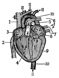 Others Human Heart painting