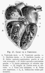 Others Human Heart painting