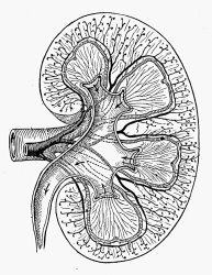 Others Human Kidney painting