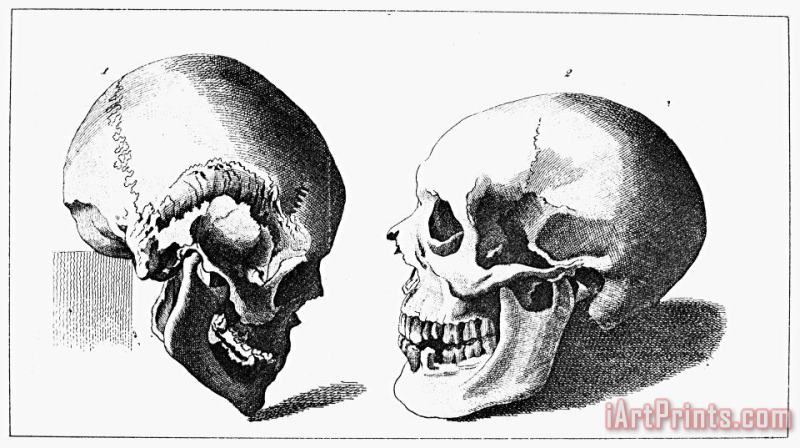 Human Skull painting - Others Human Skull Art Print