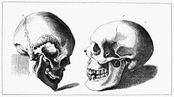 Others Human Skull painting