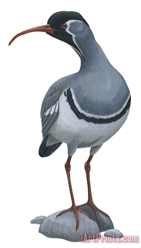 Others Ibisbill Art Painting