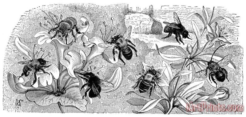 Others Insects: Bees Art Print