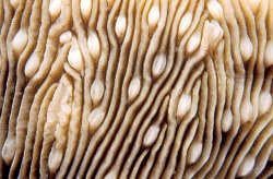 Others Maldives Texture Montipora Danae painting