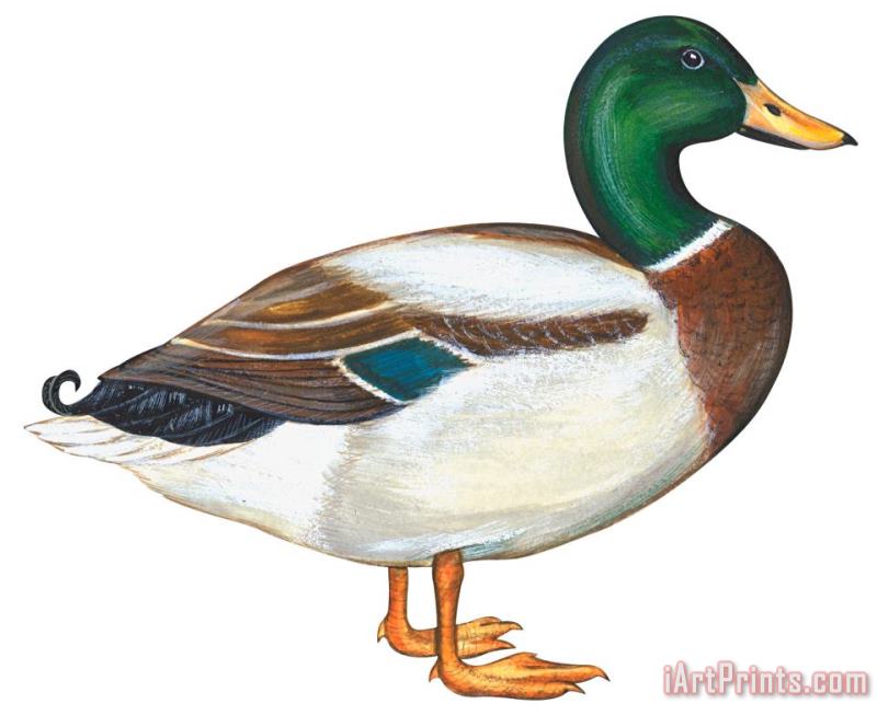 Others Mallard Duck Art Painting