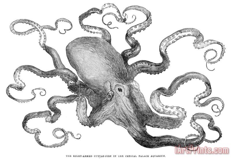 Octopus painting - Others Octopus Art Print