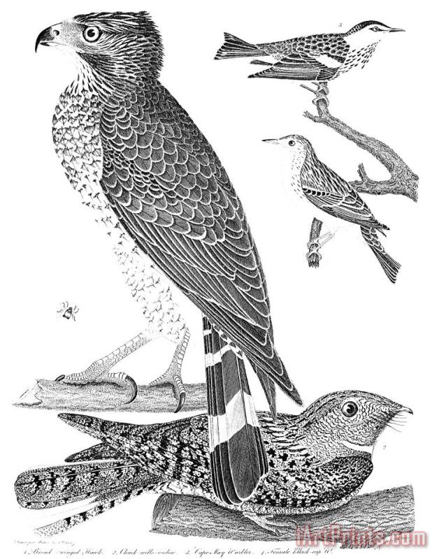 Ornithology, 1808-1814 painting - Others Ornithology, 1808-1814 Art Print