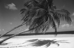 Others Palm tree shadow on sand painting