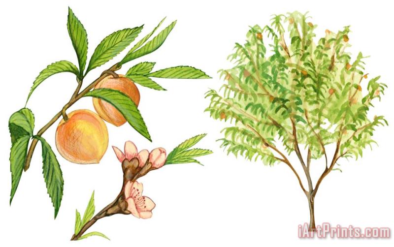Others Peach Tree Art Print
