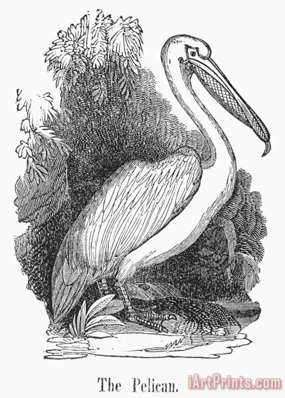 Others Pelican Art Print