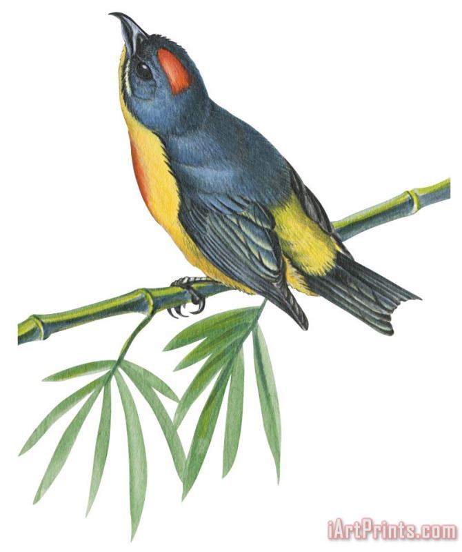 Philippine Flowerpecker painting - Others Philippine Flowerpecker Art Print