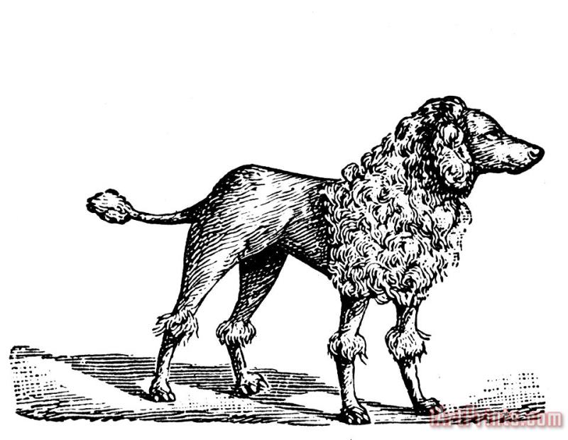 Others Poodle Art Print