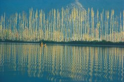 Others Poplars in late autumn sunlight painting