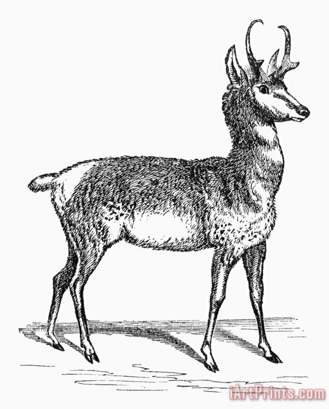 Others Prong-horn Antelope Art Print
