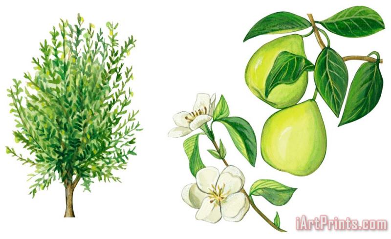 Quince Tree painting - Others Quince Tree Art Print