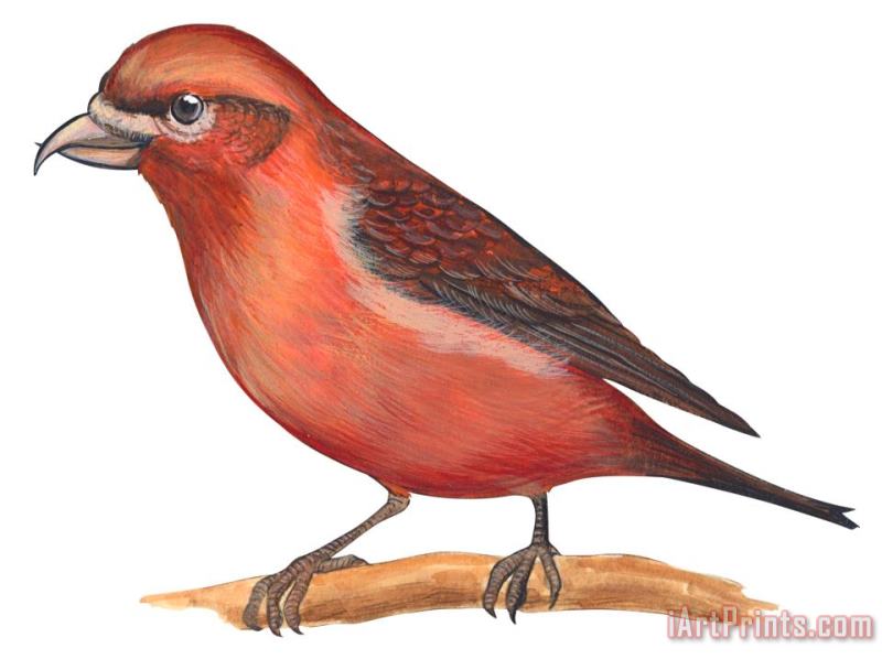 Red Crossbill painting - Others Red Crossbill Art Print