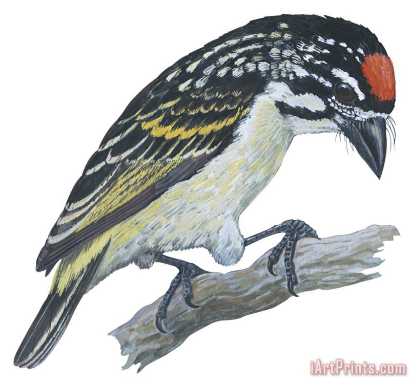 Others Red Ronted Tinkerbird Art Print