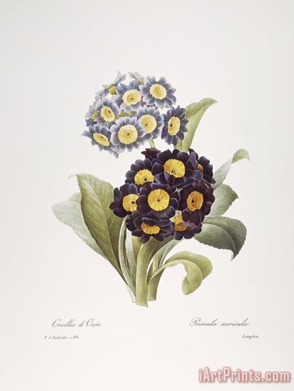 Redoute: Auricula, 1833 painting - Others Redoute: Auricula, 1833 Art Print