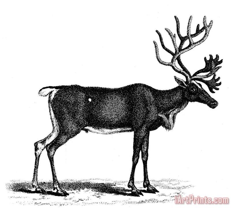 Others Reindeer/caribou Art Painting