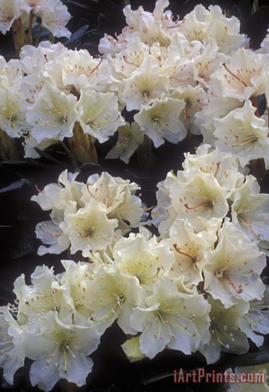 Others Rhododendrons Art Print
