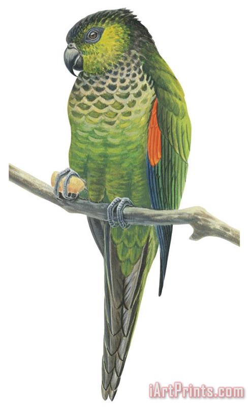 Others Rock Parakeet Art Print