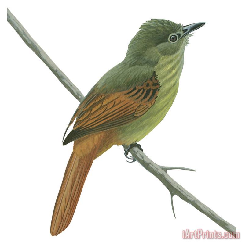 Rufous Tailed Flatbill painting - Others Rufous Tailed Flatbill Art Print