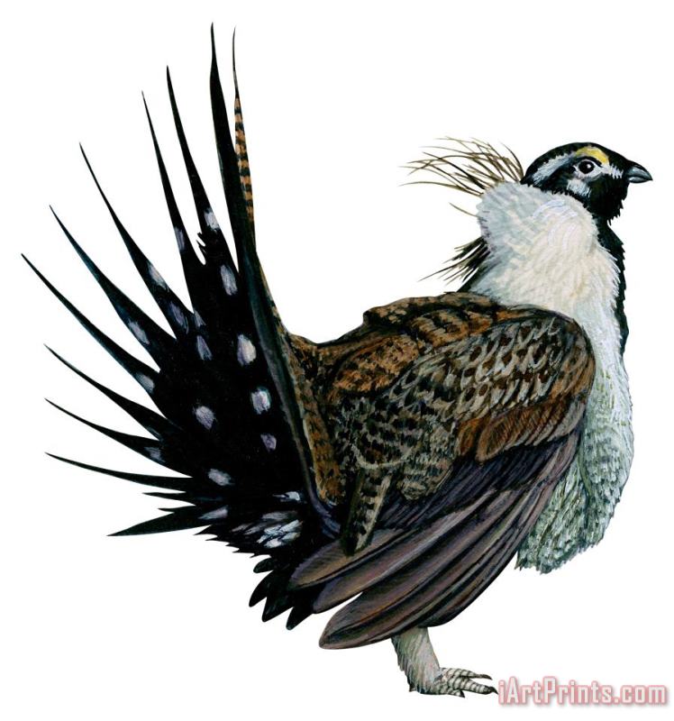 Sage Grouse painting - Others Sage Grouse Art Print