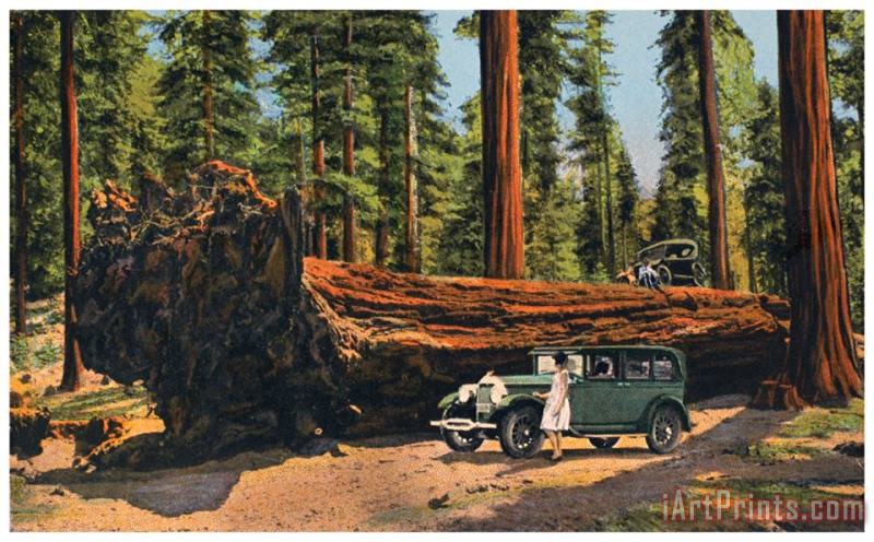 Others Sequoia National Park Art Painting