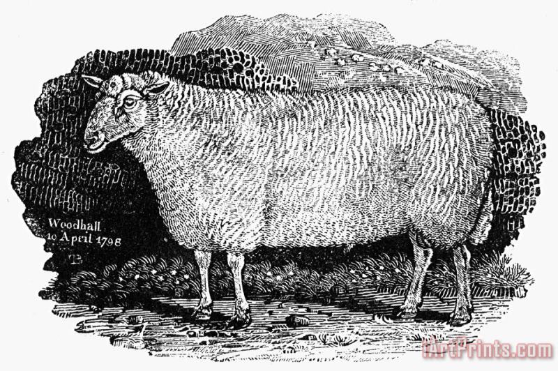 Sheep, 1798 painting - Others Sheep, 1798 Art Print