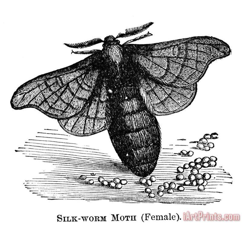 Others Silkworm Moth Art Print