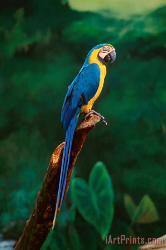 Others Singapore Macaw At Jurong Bird Park Art Print