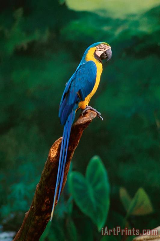 Others Singapore Macaw At Jurong Bird Park Art Painting