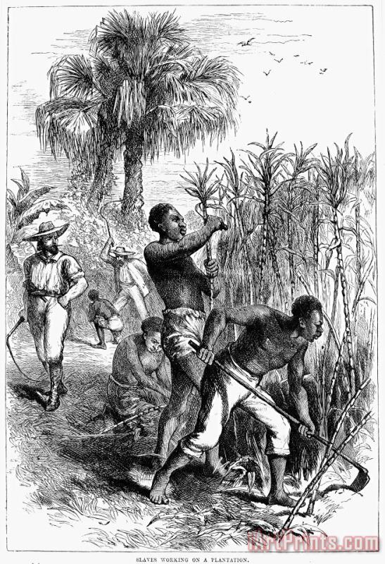Others Slavery: Sugar Plantation Art Print